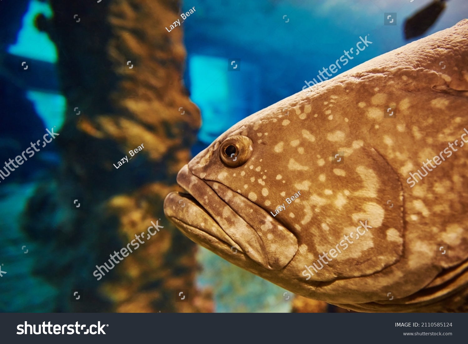 Grouper fish in the deep under water, sea fish in zoo aquarium, close up #2110585124