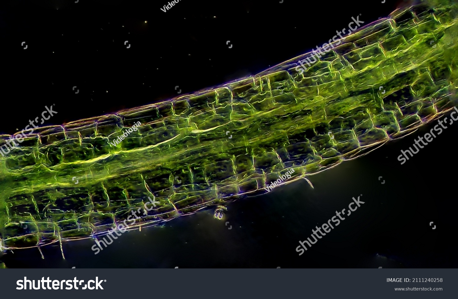 Water plant algae view under microscope #2111240258