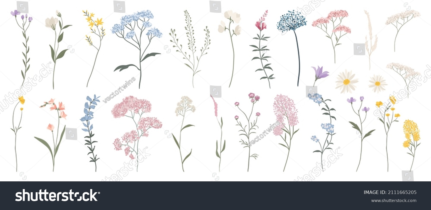 Wild flowers vector collection.  herbs, herbaceous flowering plants, blooming flowers, subshrubs isolated on white background. Hand drawn detailed botanical vector illustration. #2111665205
