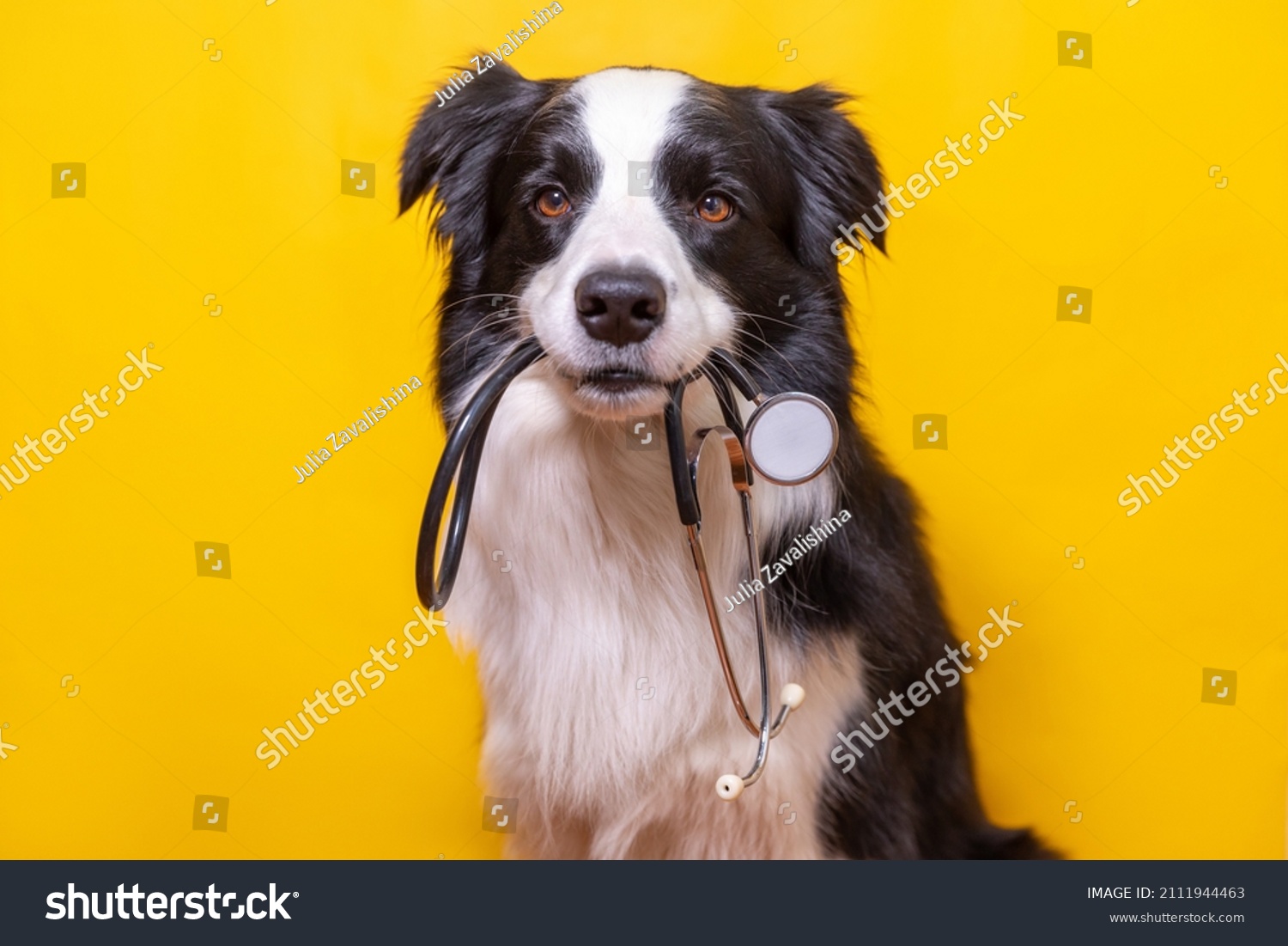 Puppy dog border collie holding stethoscope in mouth isolated on yellow background. Purebred pet dog on reception at veterinary doctor in vet clinic. Pet health care and animals concept #2111944463