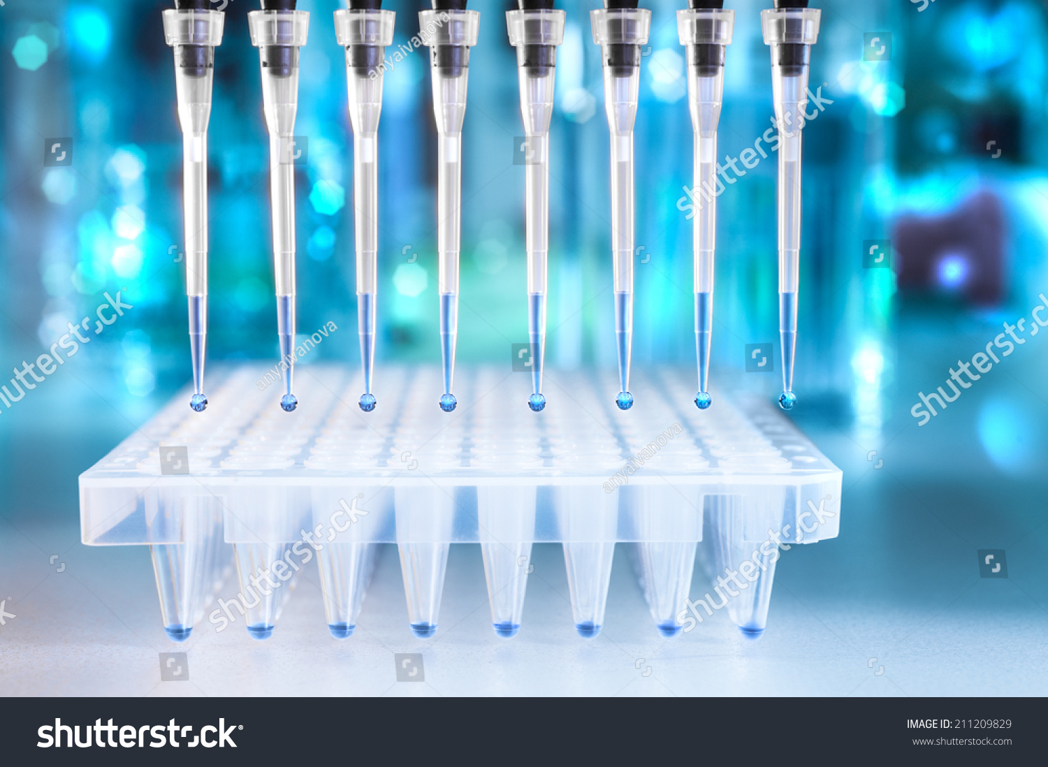 Multichannel pipette tips filled in with reaction mixture to amplify DNA in plastic wells  #211209829