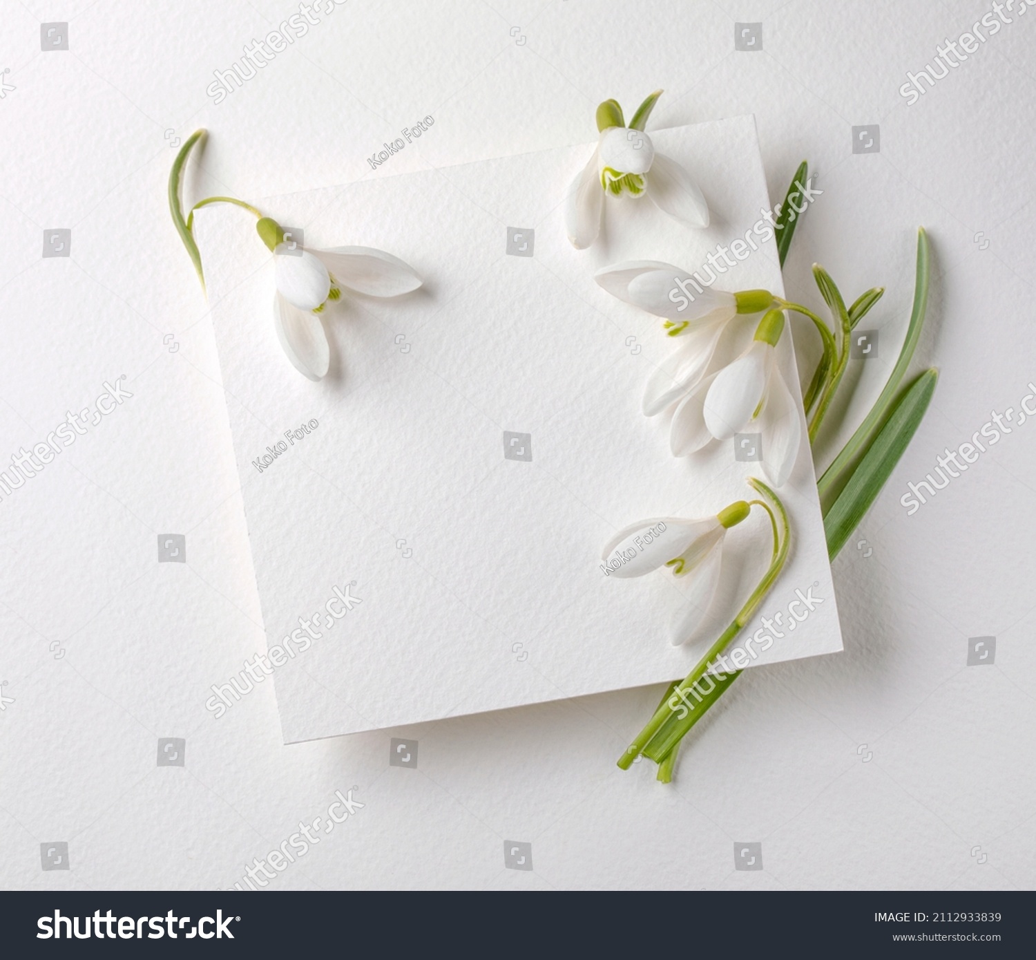 Snowdrops flowers with white card on white background. Creative congratulations layout from snowdrops on white paper. Spring flower concept.  #2112933839