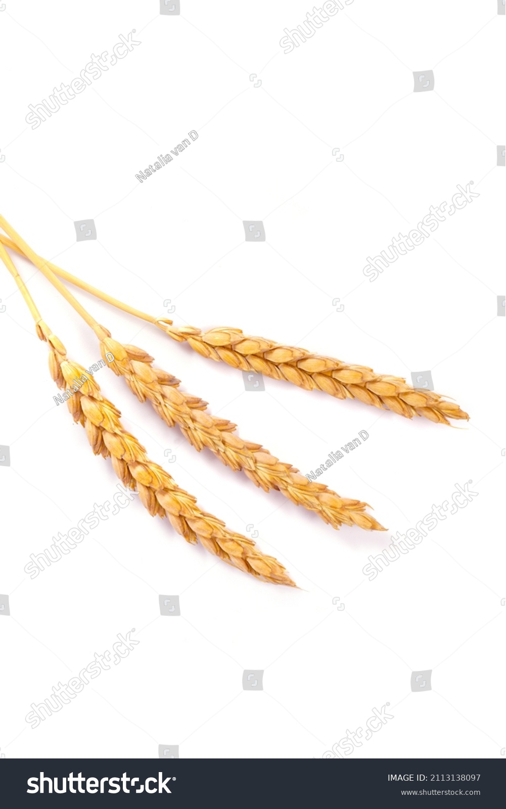 a bright closeup of a bunch of golden ripe dinkel hulled wheat Spelt Spelt (Triticum spelta dicoccum) rye grain relict crop health food ready for harvest isolated on white #2113138097