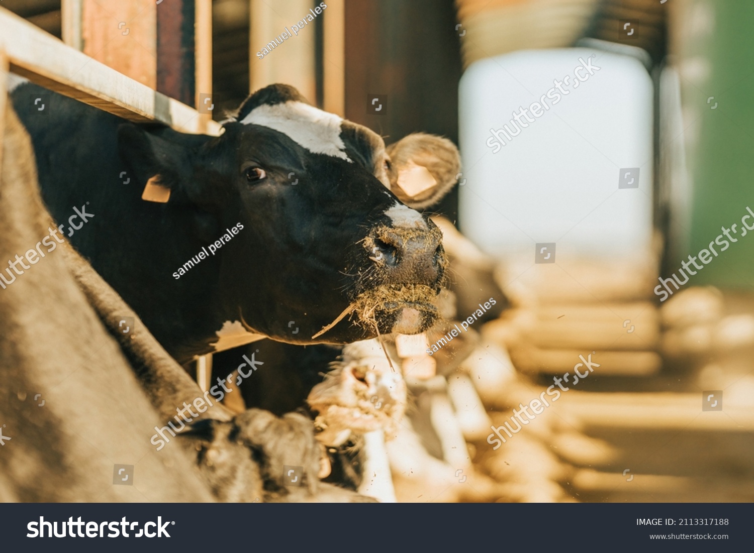 cow looks at camera while ruminating on feed #2113317188