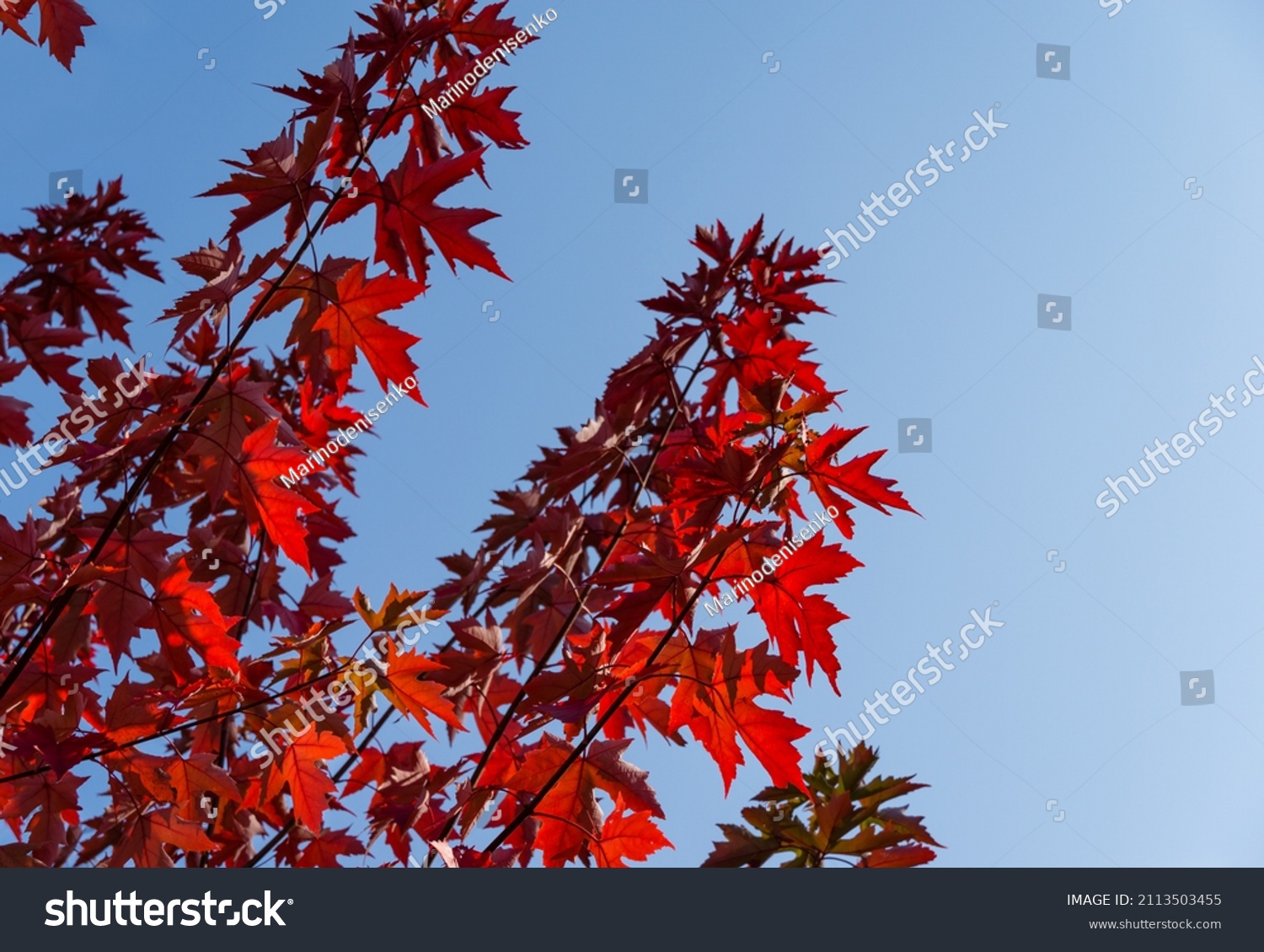 Red leaves of Acer freemanii Autumn Blaze on blue sky background. Close-up of fall colors maple tree leaves in resort area of Goryachiy Klyuch. #2113503455