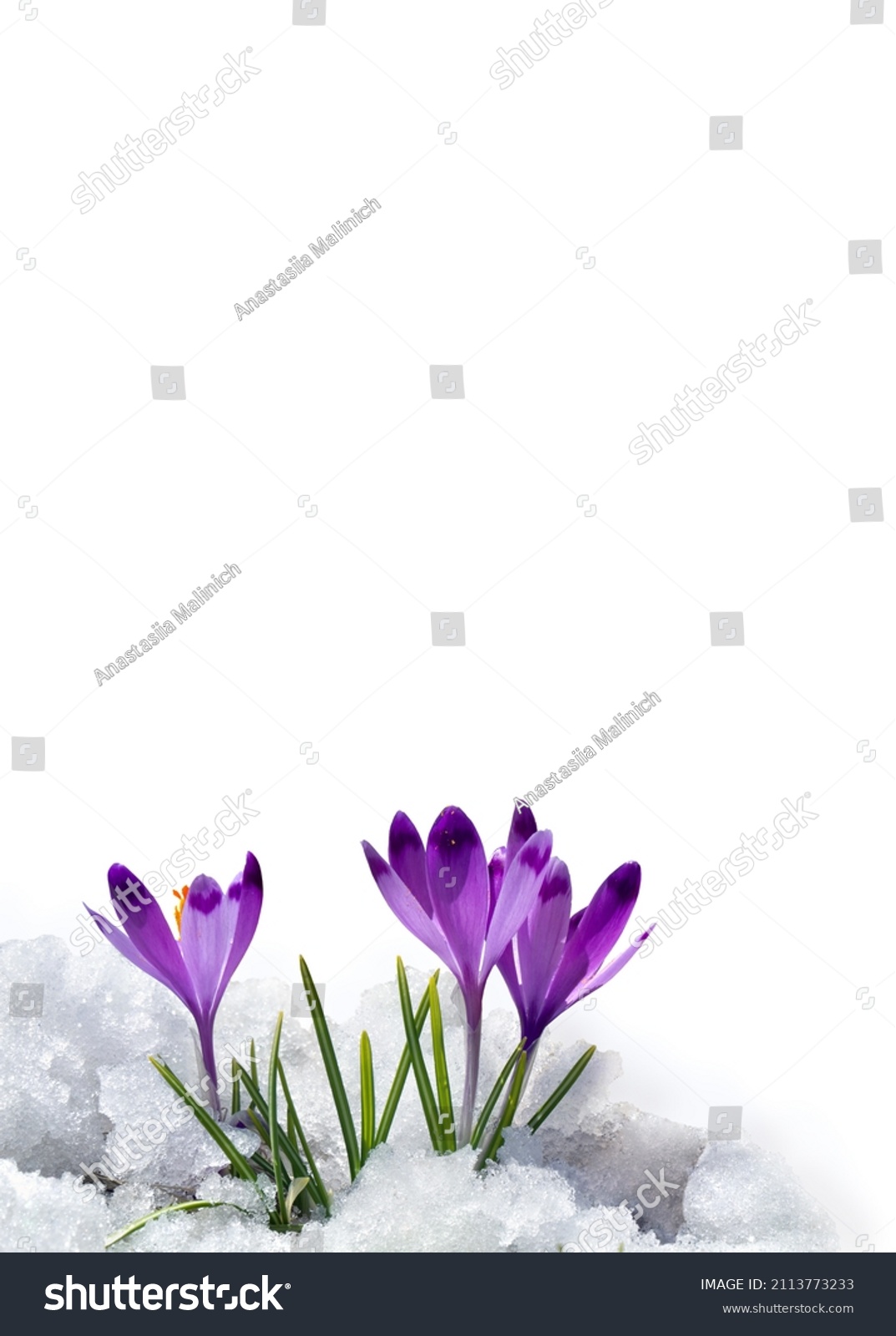 Spring snowdrops flowers violet crocuses ( Crocus heuffelianus ) in snow on a white background with space for text #2113773233