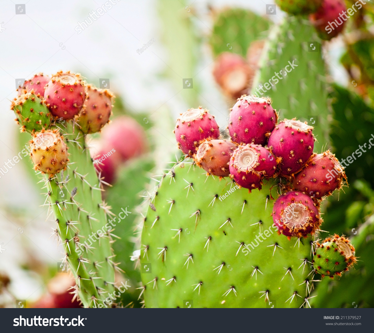 Prickly pear cactus close up with fruit in red color, cactus spines. #211379527