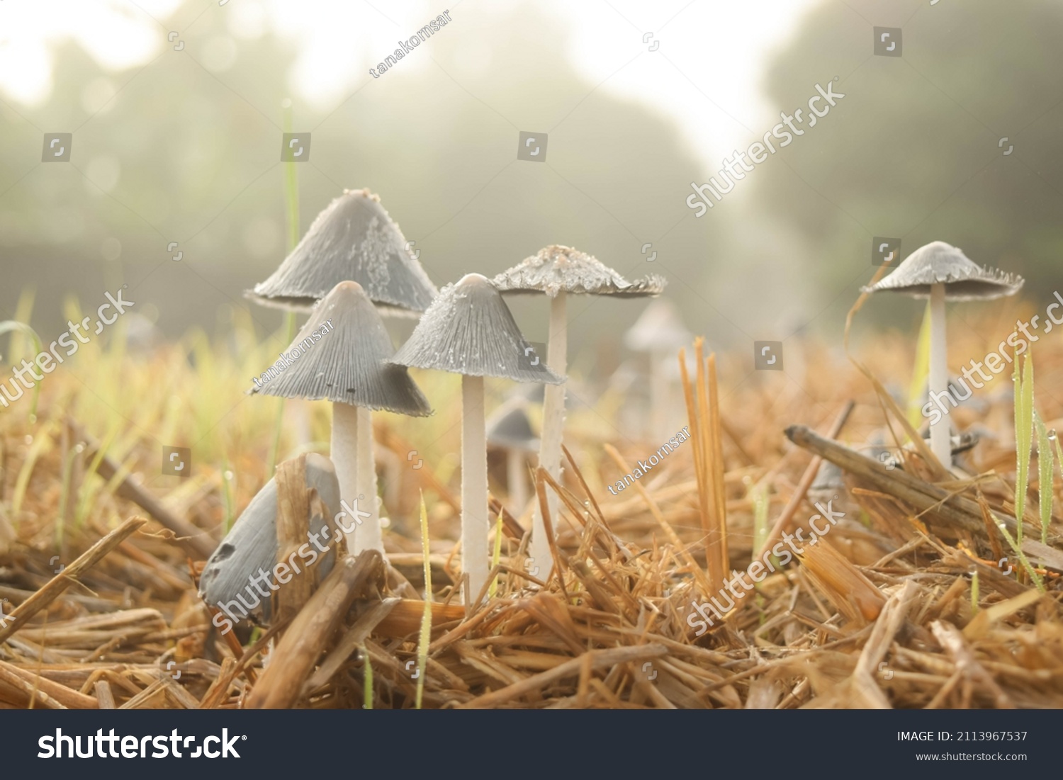 close up many small mushroom toadstools growth on paddy straw ground, tiny world of nature, microorganisms and fungi environment, decompose cycle concept #2113967537