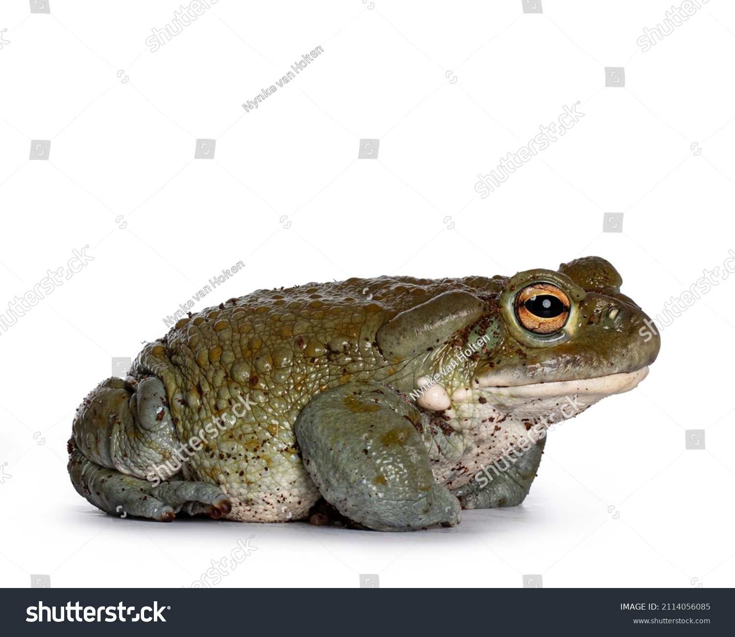 Bufo Alvarius aka Colorado River Toad, sitting side ways. Looking ahead with golden eyes. Isolated on white background. #2114056085