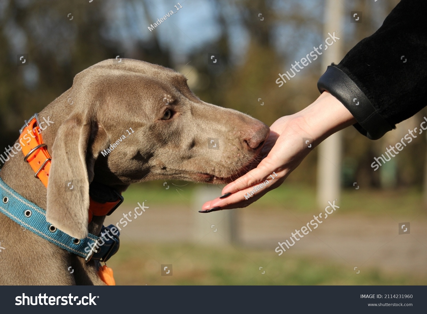 Portrait of a Weimaraner dog with. Hunting dog. Dog eats from hand #2114231960