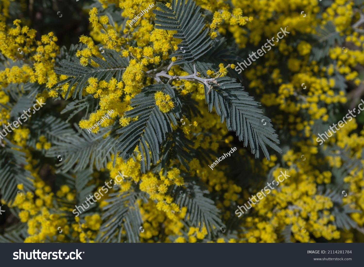 Acacia dealbata silver wattle yellow flowers blooming close up #2114281784