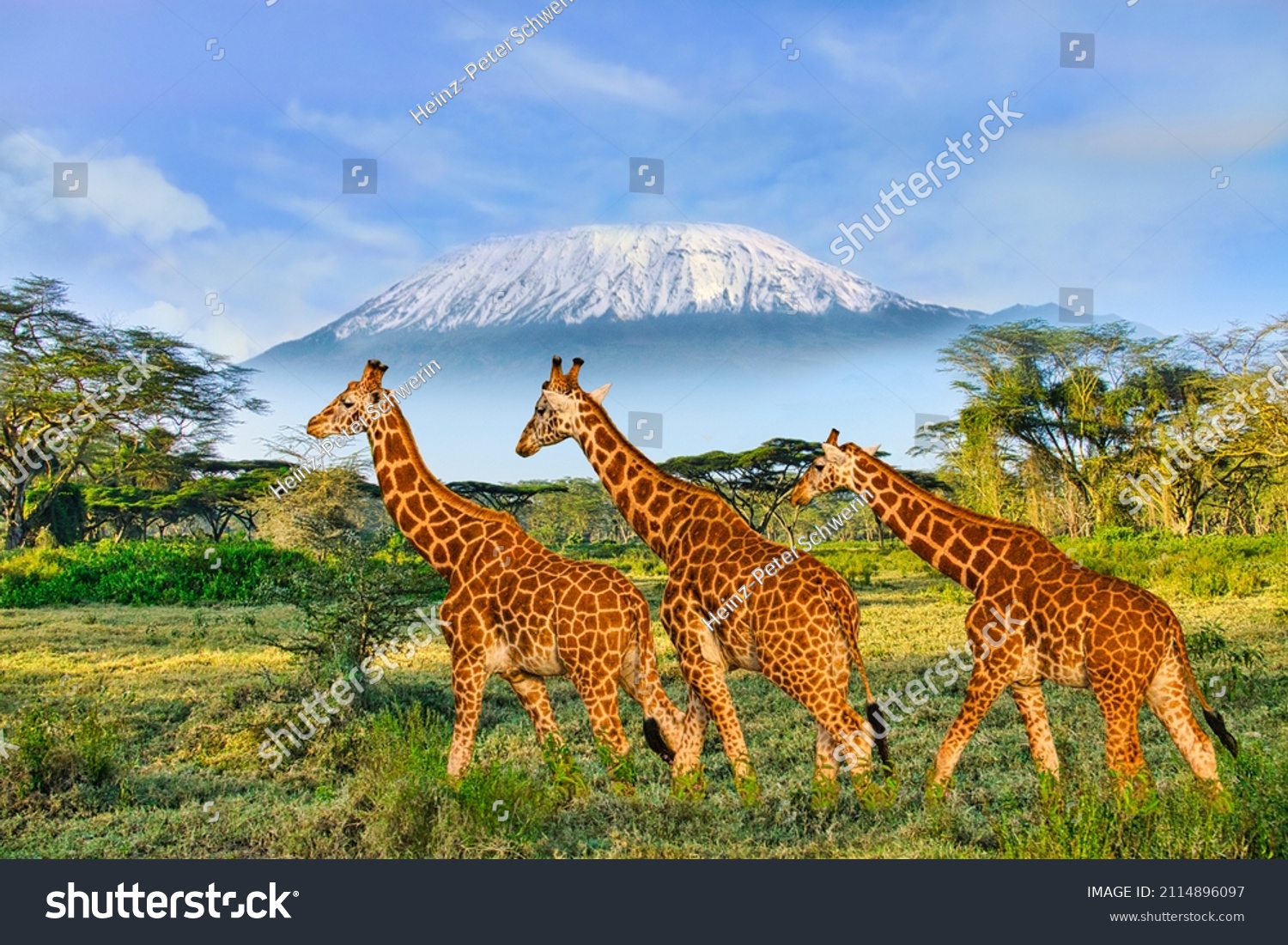 Giraffes and sunset in Tsavo East and Tsavo West National Park in Kenya #2114896097