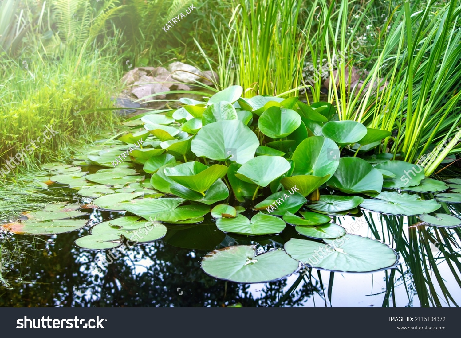 Artificial decorative pond in the garden with living aquatic plants. Garden area for relaxing by the water surface. Landscape design concept. #2115104372