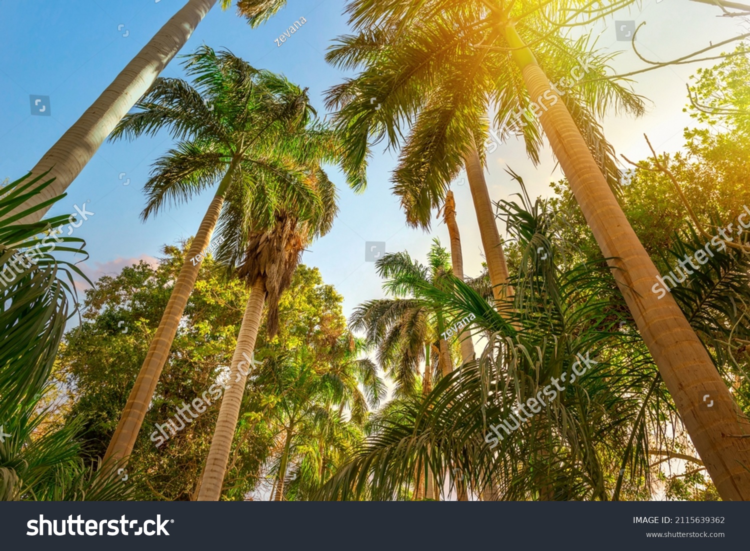 Palm trees and bright sun in Botanical Garden of Aswan, Egypt #2115639362
