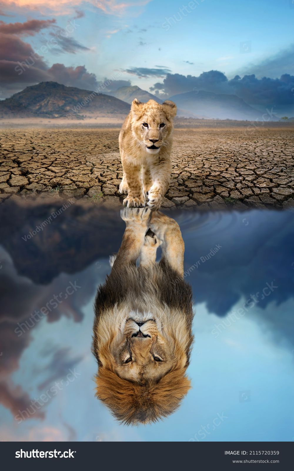 Lion cub looking the reflection of an adult lion in the water on a background of mountains #2115720359