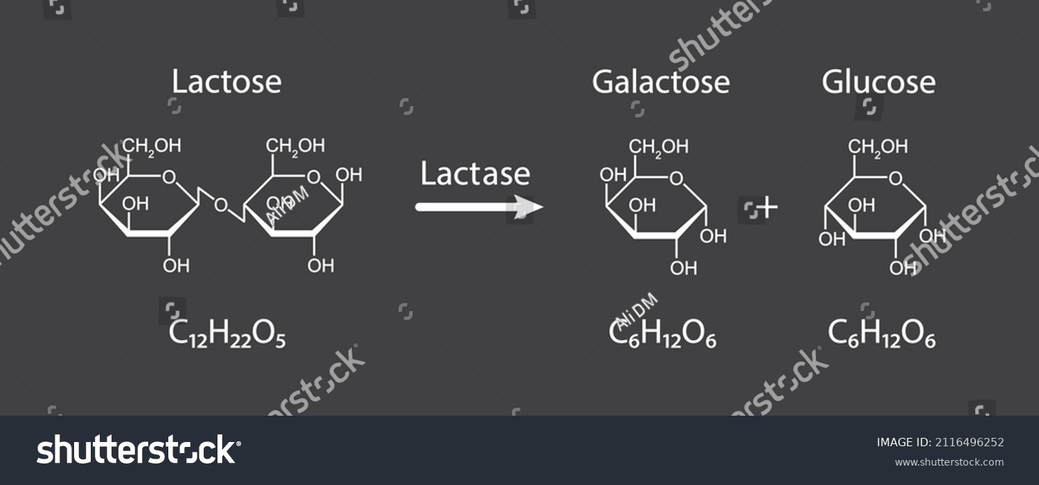 Lactase Enzyme Effect On Lactose Sugar Molecule Royalty Free Stock