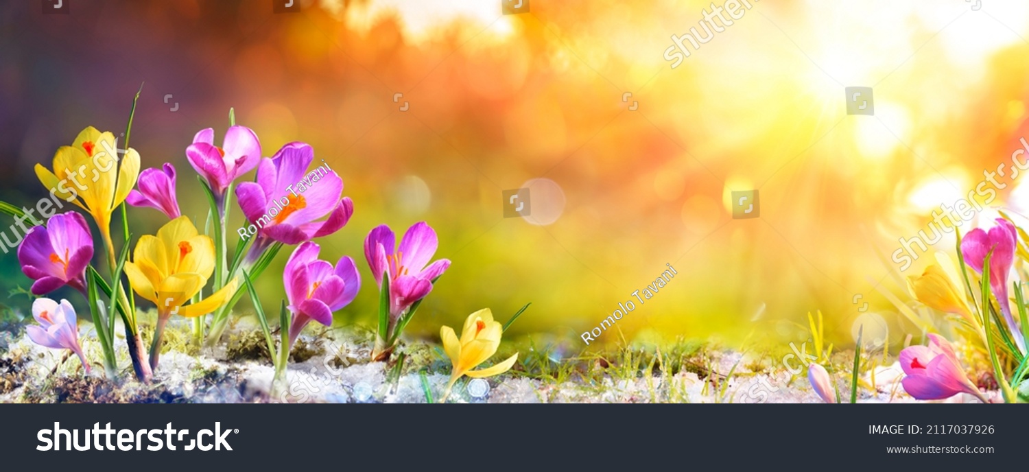 Spring Flowers - Crocus Blossoms On Grass With Sunlight #2117037926