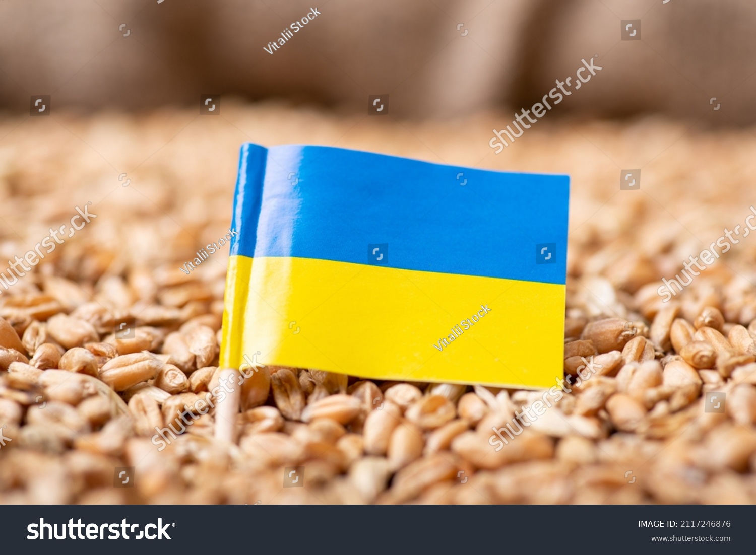 Flag of Ukraine on wheat. Harvest of wheat in Ukraine concept #2117246876