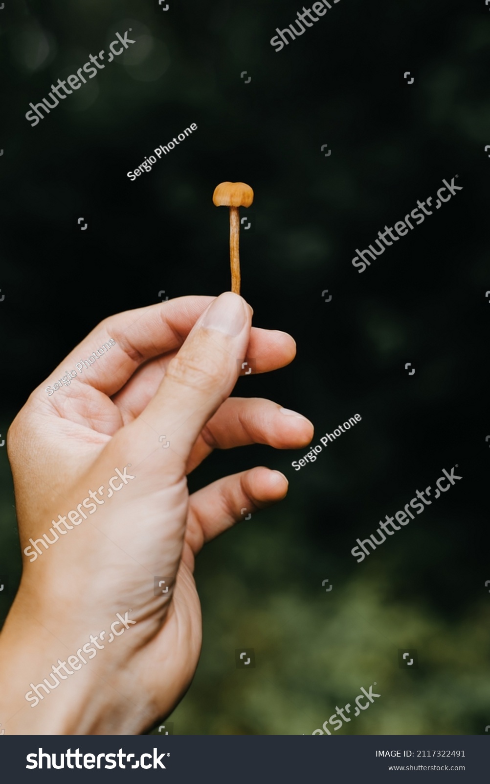 Close-up caucasian hand holding small psilocybin mushroom in forest outdoors. Seasonal collection of golucinogenic dangerous poisonous mushrooms, ethnoscience. #2117322491