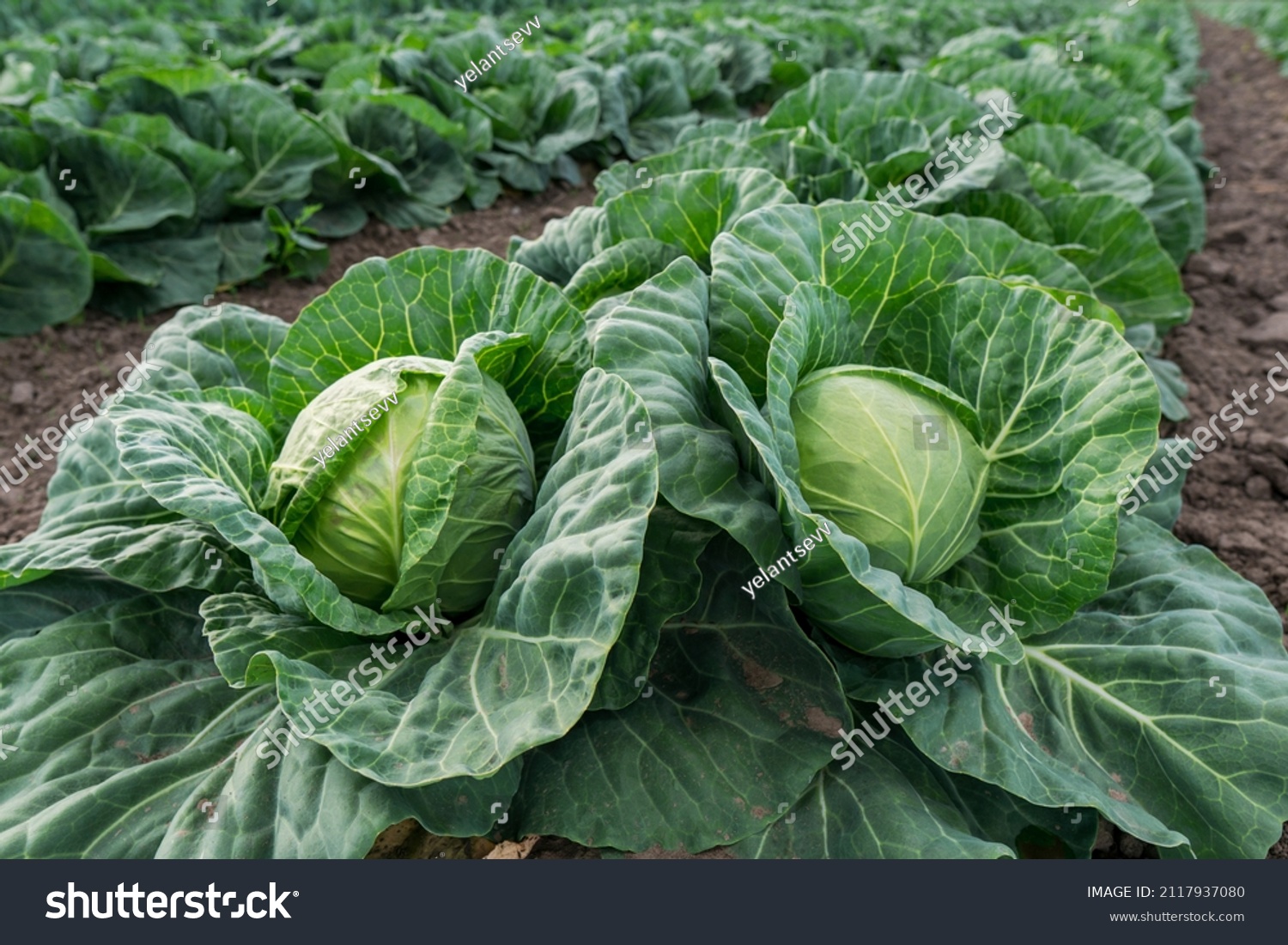 young cabbage grows in the farmer field, growing cabbage in the open field. agricultural business #2117937080
