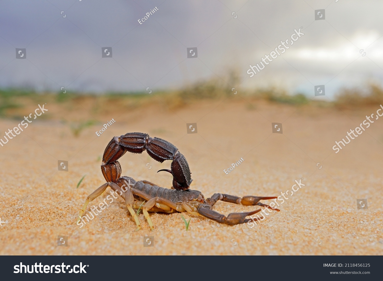 Granulated thick-tailed scorpion (Parabuthus granulatus), Kalahari desert, South Africa 
 #2118456125