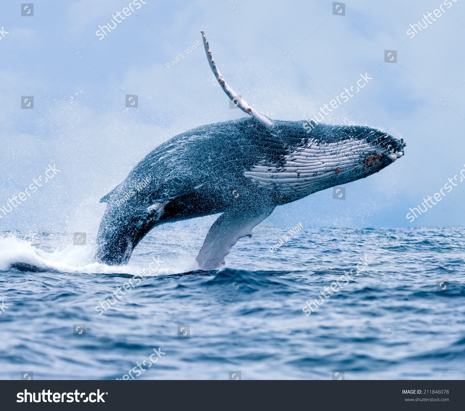 Humpback Whale (Megaptera novaeangliae) breaching at Puerto Lopez, Ecuador. #211846078