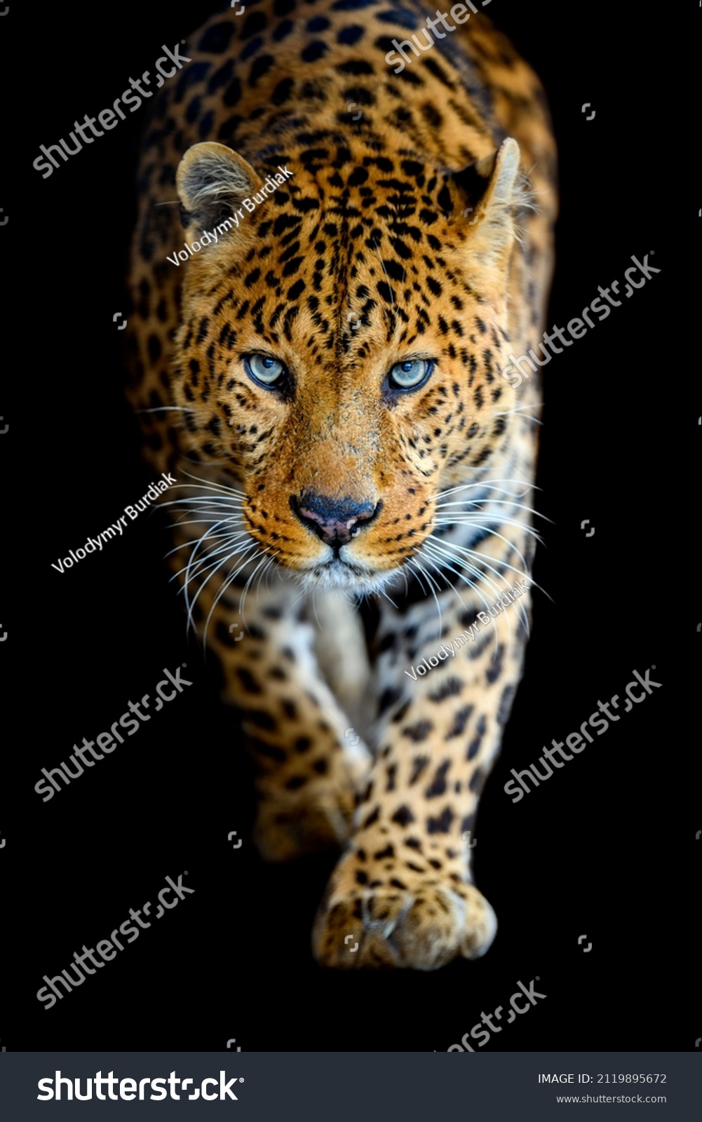 Close up beautiful big leopard isolated on black background #2119895672