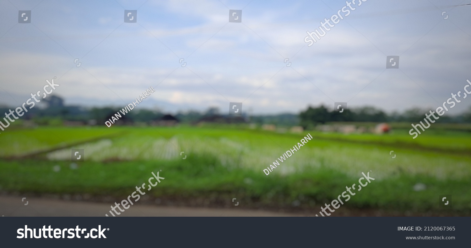 Defocused abstract background of rice field view #2120067365