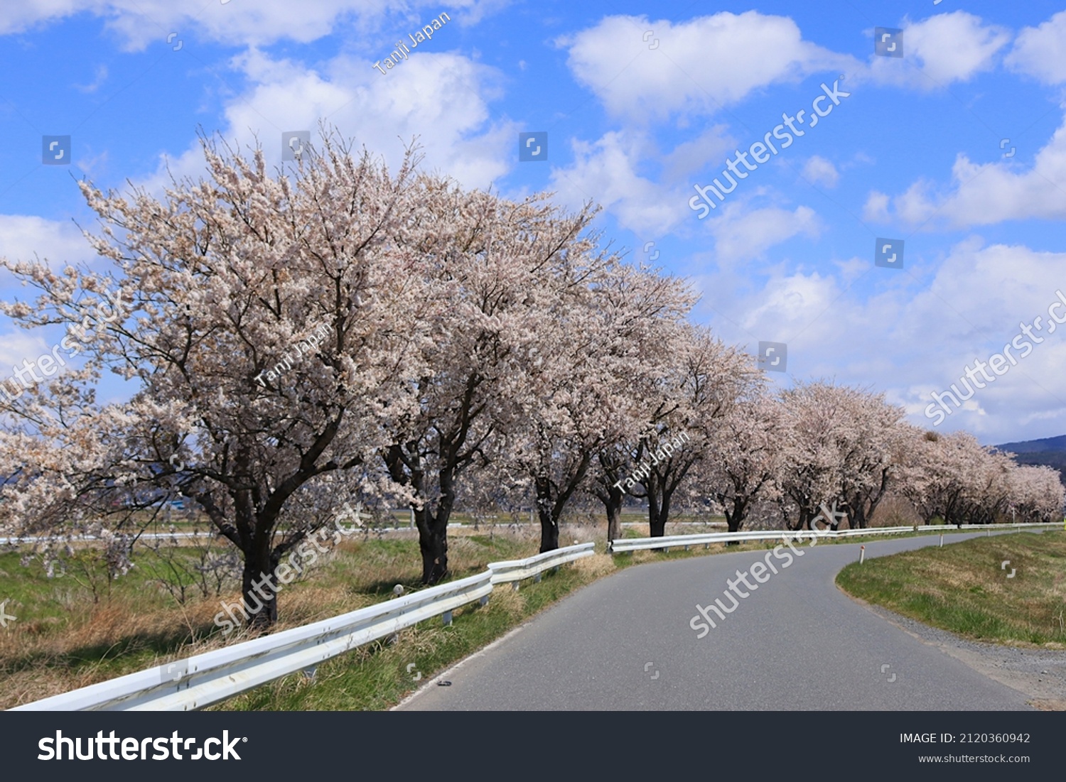 Sakura scenery in the Tohoku region of Japan, a row of cherry blossom trees, along the road in Kojima, Toyomamachi, Tome City, Miyagi Prefecture #2120360942