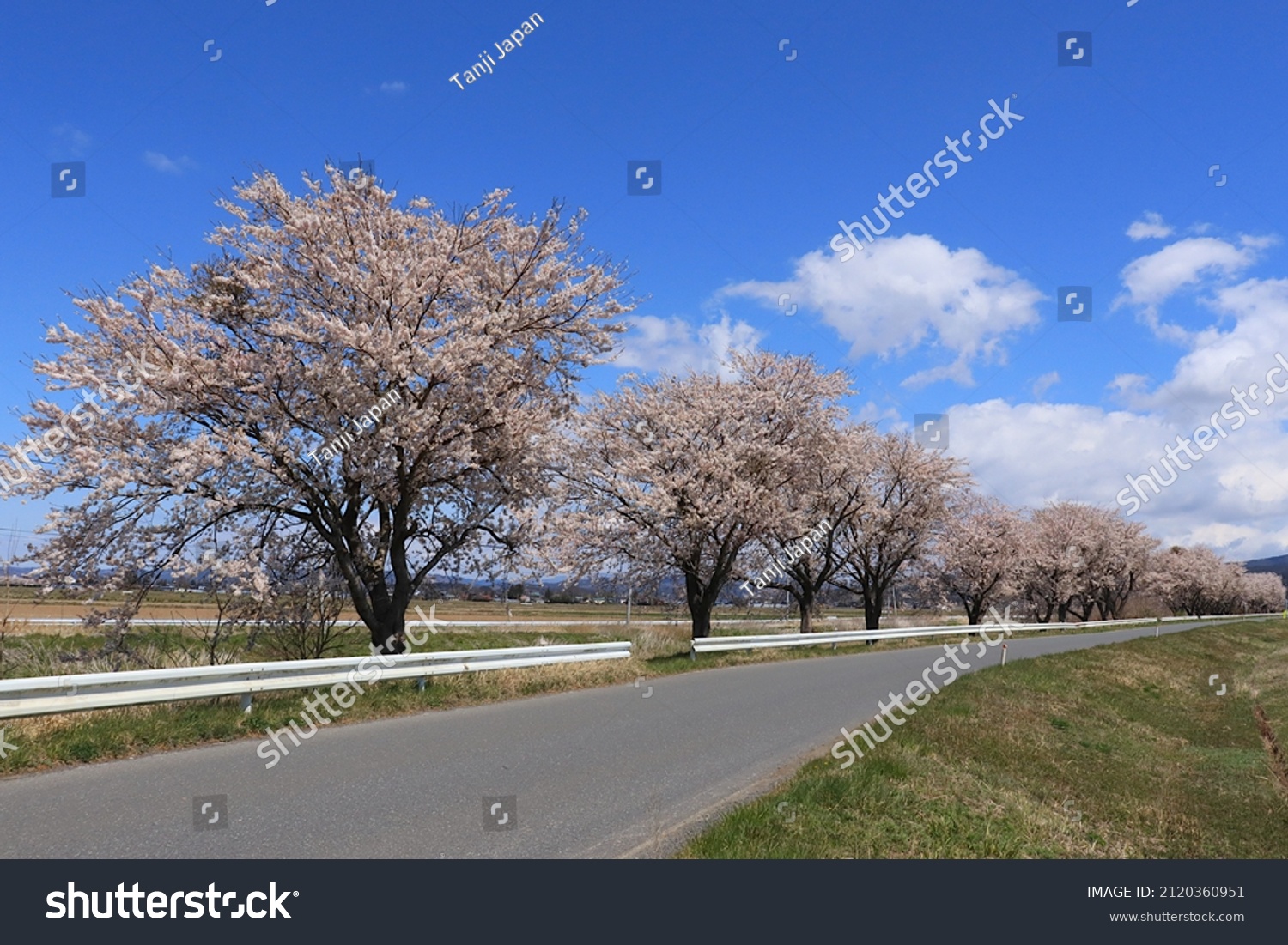 Sakura scenery in the Tohoku region of Japan, a row of cherry blossom trees, along the road in Kojima, Toyomamachi, Tome City, Miyagi Prefecture #2120360951