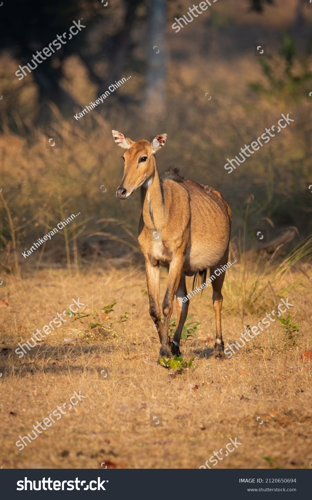 Nilgai an biggest antelope portrait #2120650694
