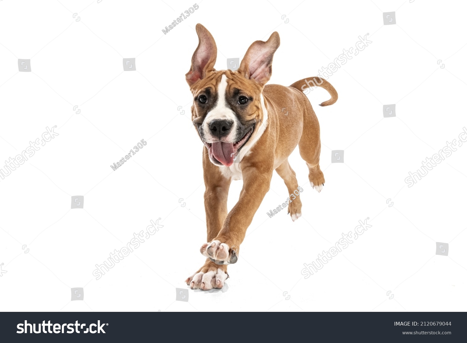 Cute, playful pet. Studio shot of American Staffordshire Terrier running isolated over white background. Concept of motion, beauty, vet, breed, action, pets love, animal life. Copy space for ad. #2120679044