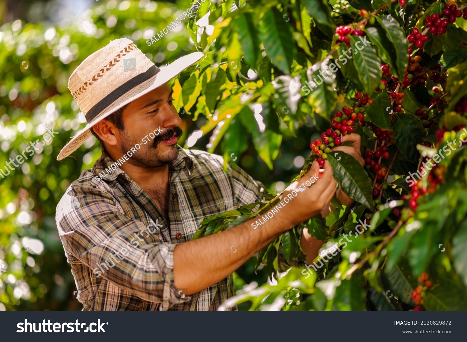 Farmer picking Arabica coffee beans on the coffee tree. #2120829872