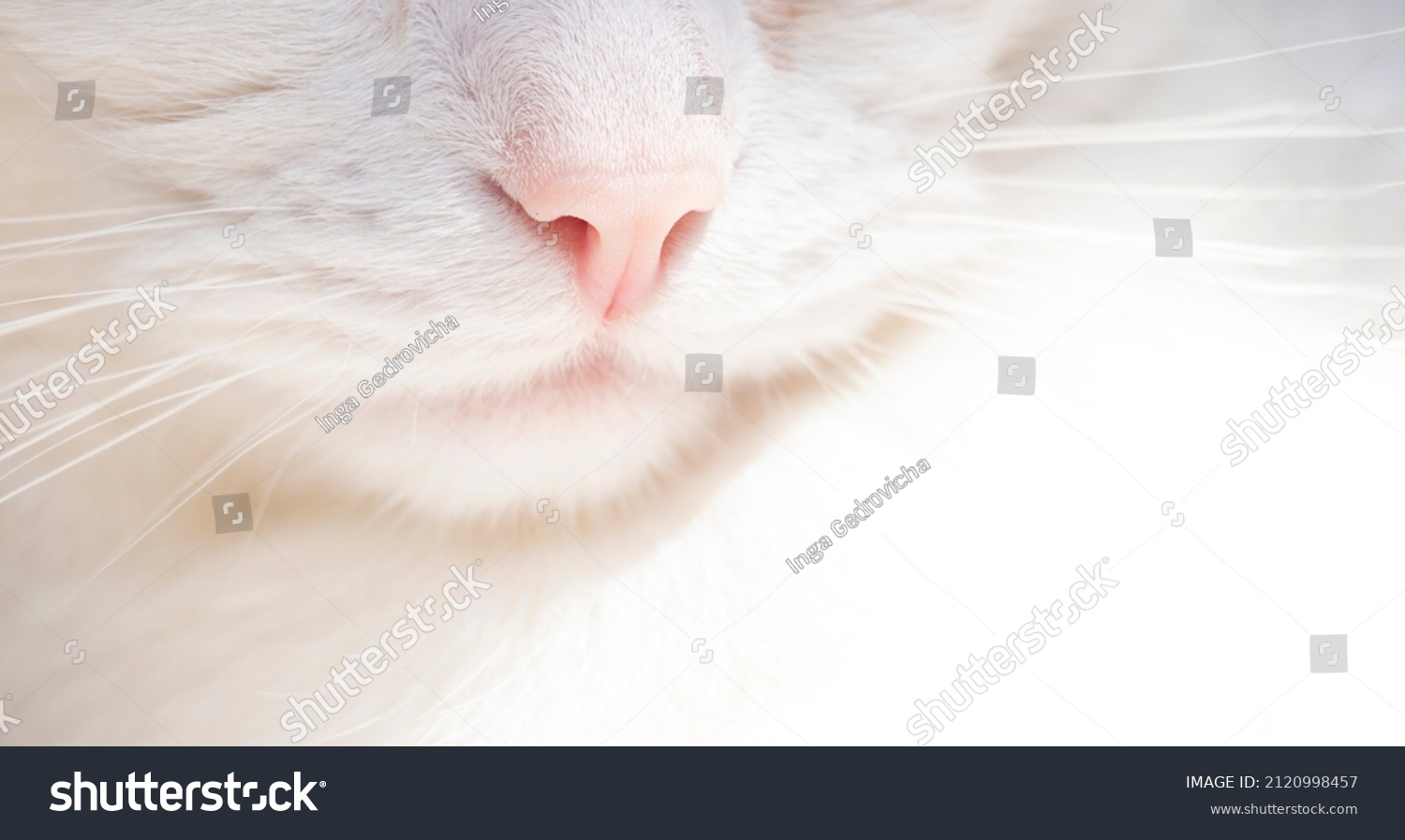 Cute white cat, feline pink nose close up, white cat with whiskers. Delicate banner  #2120998457