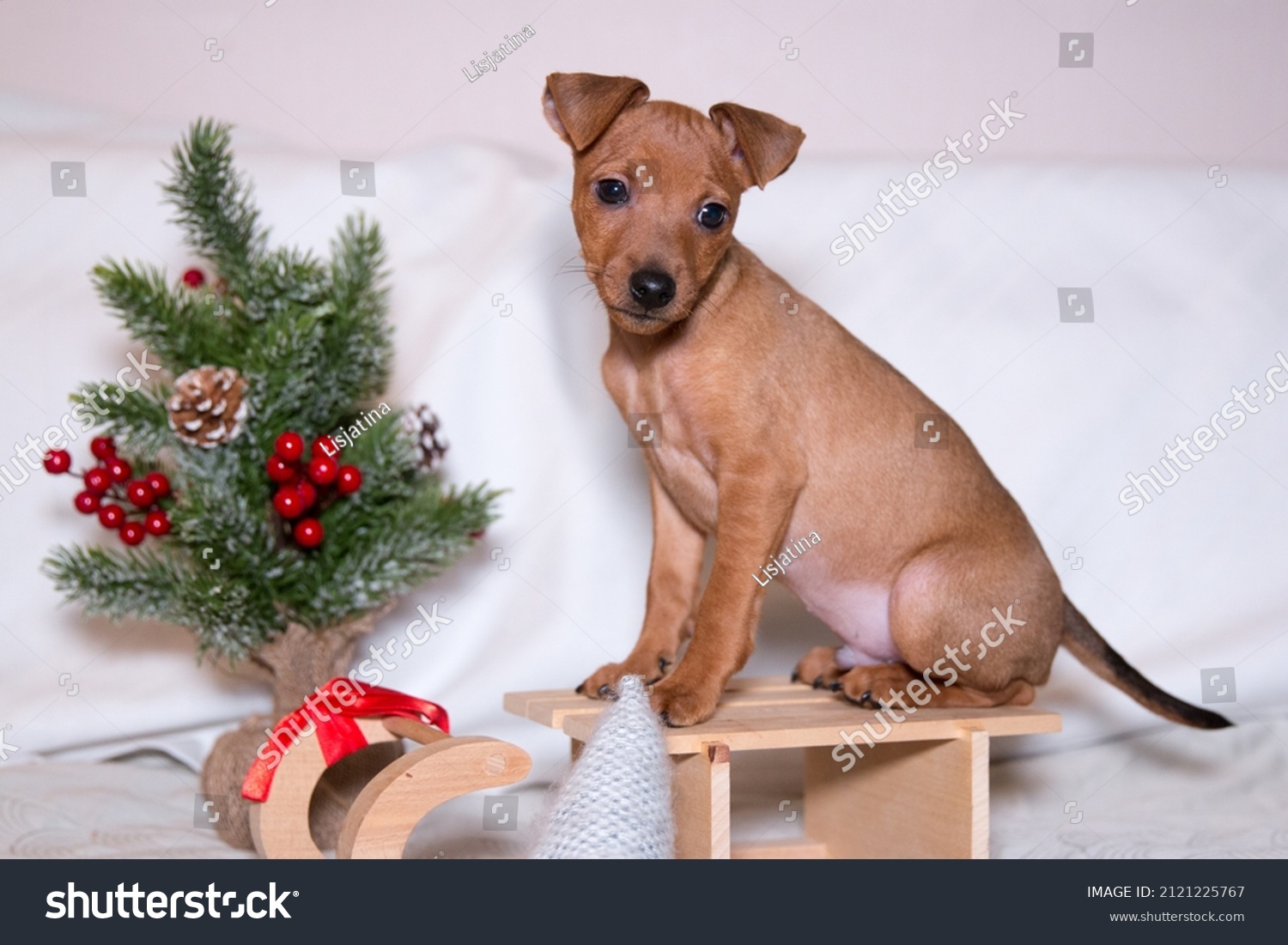 Sable brown and tan miniature pinscher puppies portrait with Christmas decoration.  German miniature pinscher puppies sitting  with New Year background. Smart and cute pincher with big funny ears #2121225767