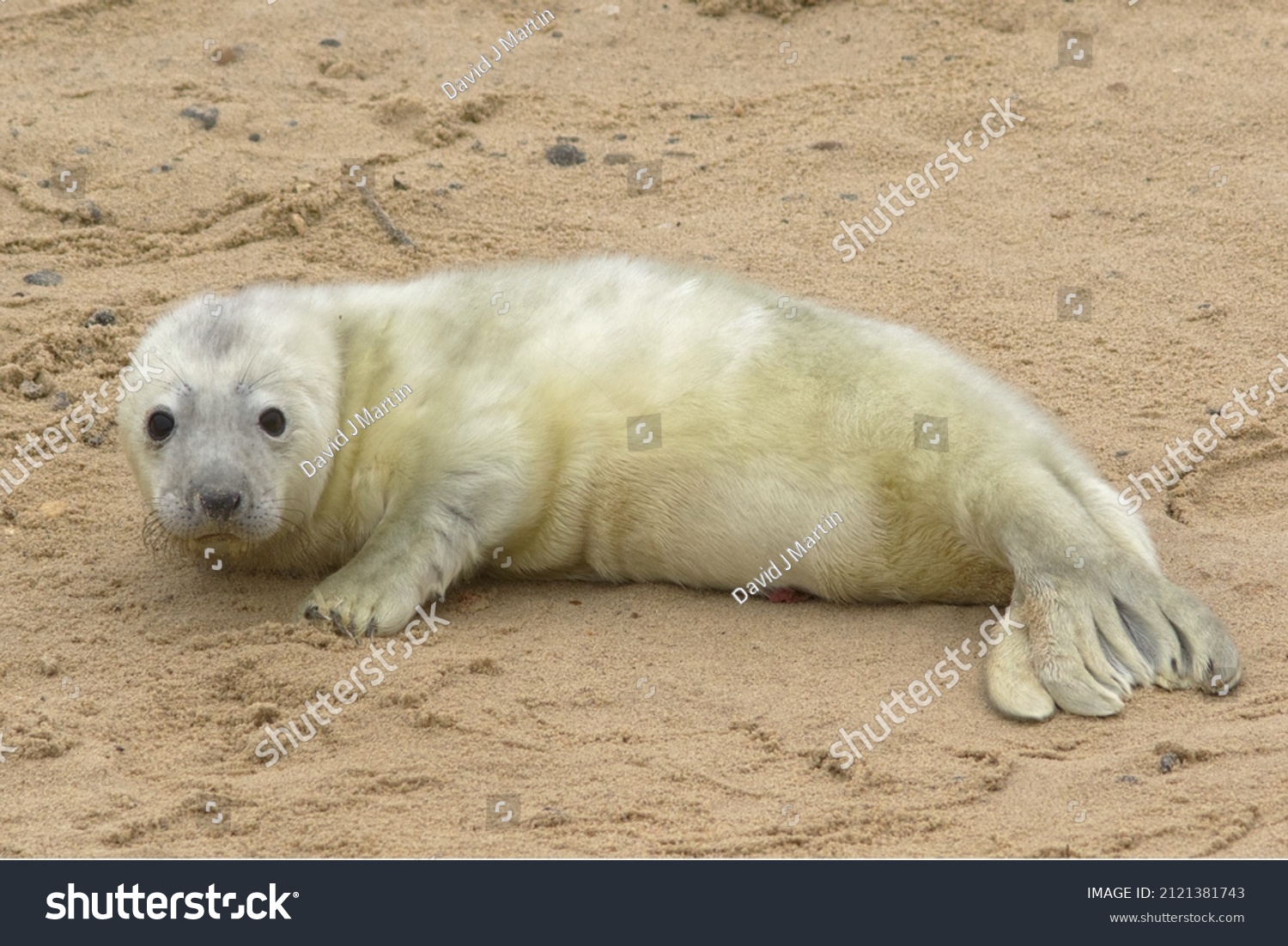 Grey seal pup on the breeding beaches in North Norfolk #2121381743