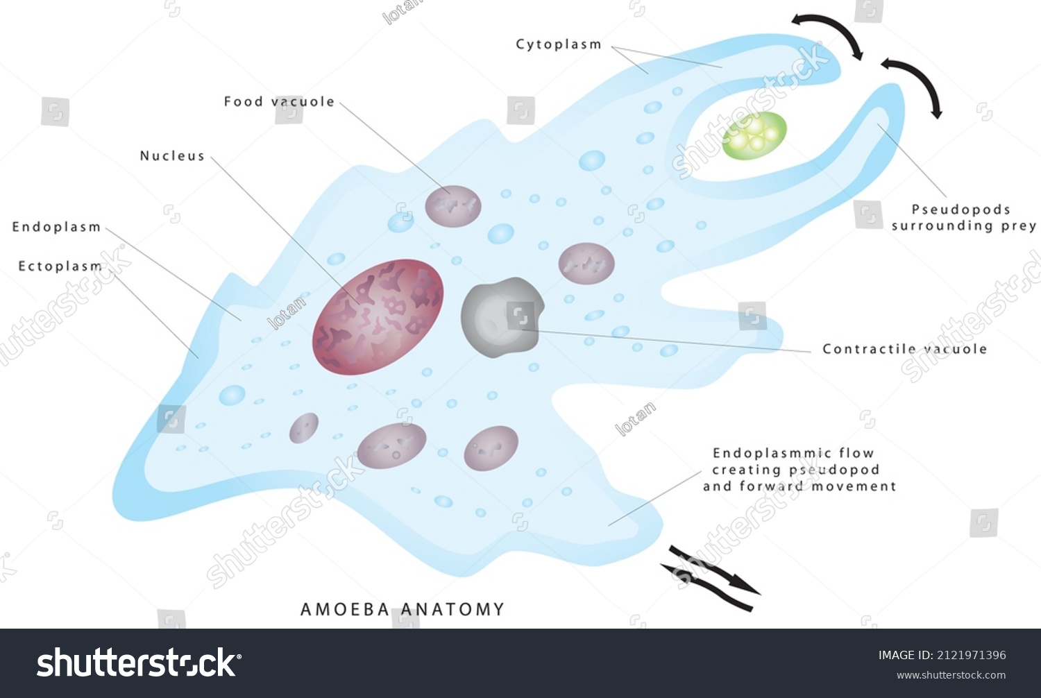 Anatomy Of An Amoeba Amoeba Cell Anatomy Of A Royalty Free Stock Avopix 2121971396