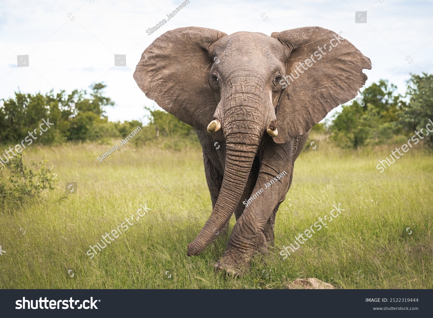 Bull elephant facing the camera, in beautiful pose in tall grass #2122319444