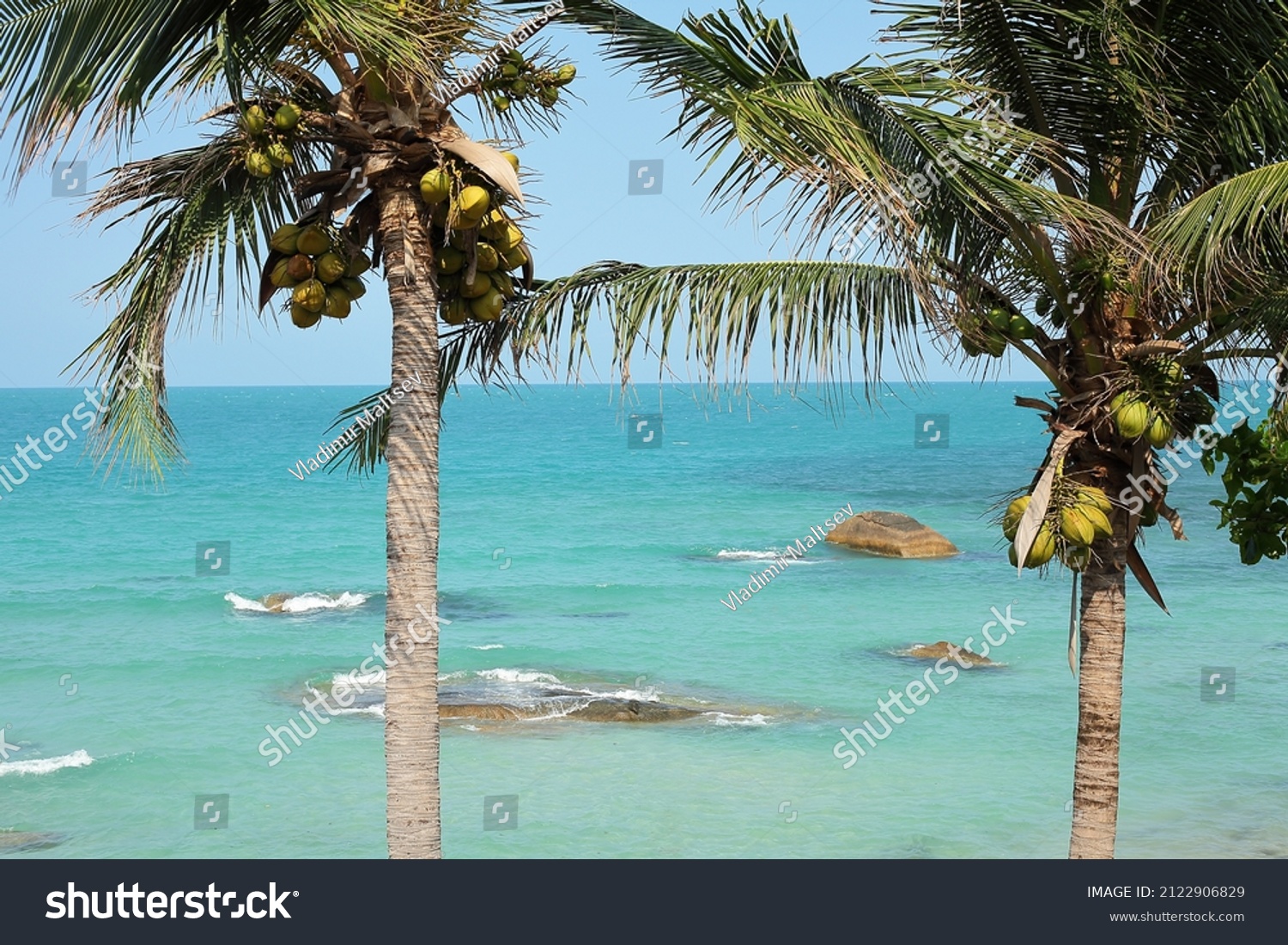 Sea, vacation, summer. beach, palm trees with coconuts.Koh Samui Island Thailand.Crystal Bay Beach.Silver Beach. #2122906829