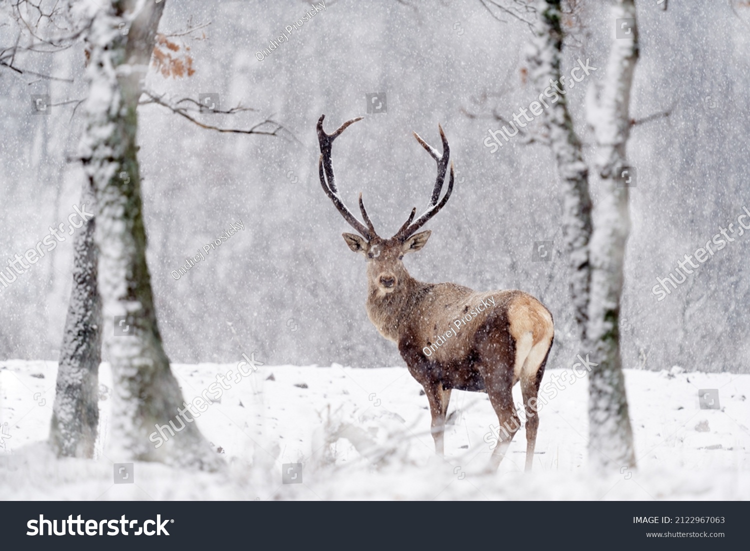 Winter wildlife. Red deer, Cervus elaphus, big animal in the nature forest habitat. Deer in the oak trees mountain, Studen Kladenec, Eastern Rhodopes, Bulgaria in Europe. Snow with two animal. #2122967063