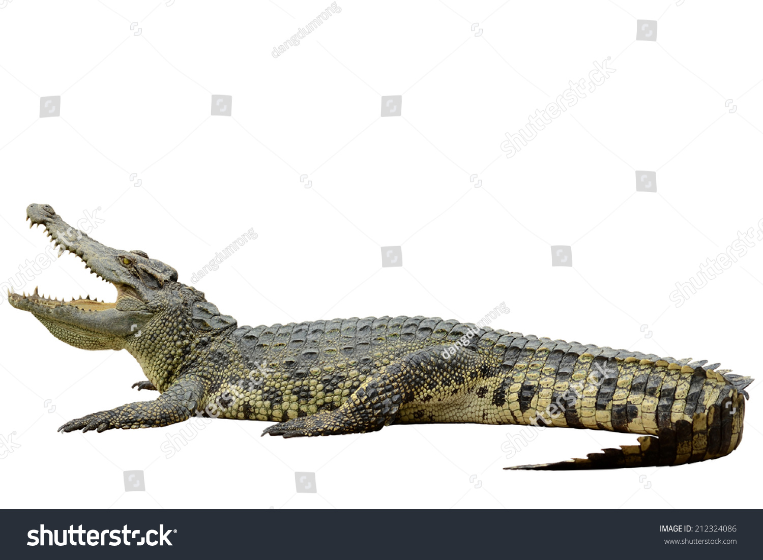 Crocodile isolated on white with clipping path   #212324086