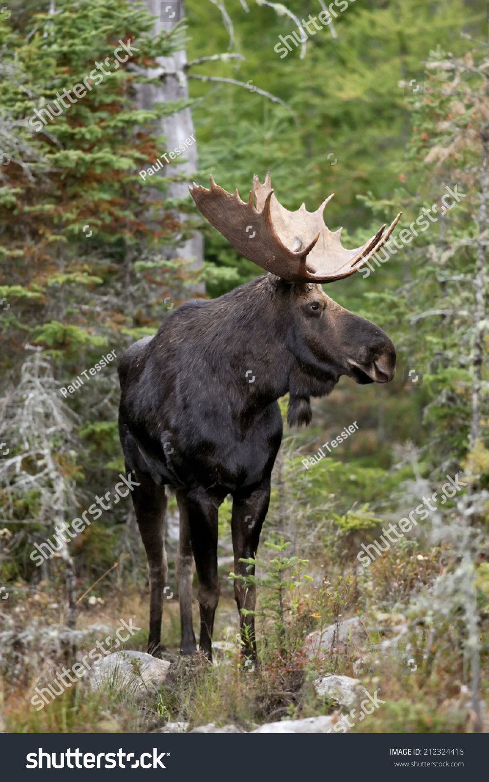 A portrait of a bull moose standing tall in the forest. #212324416