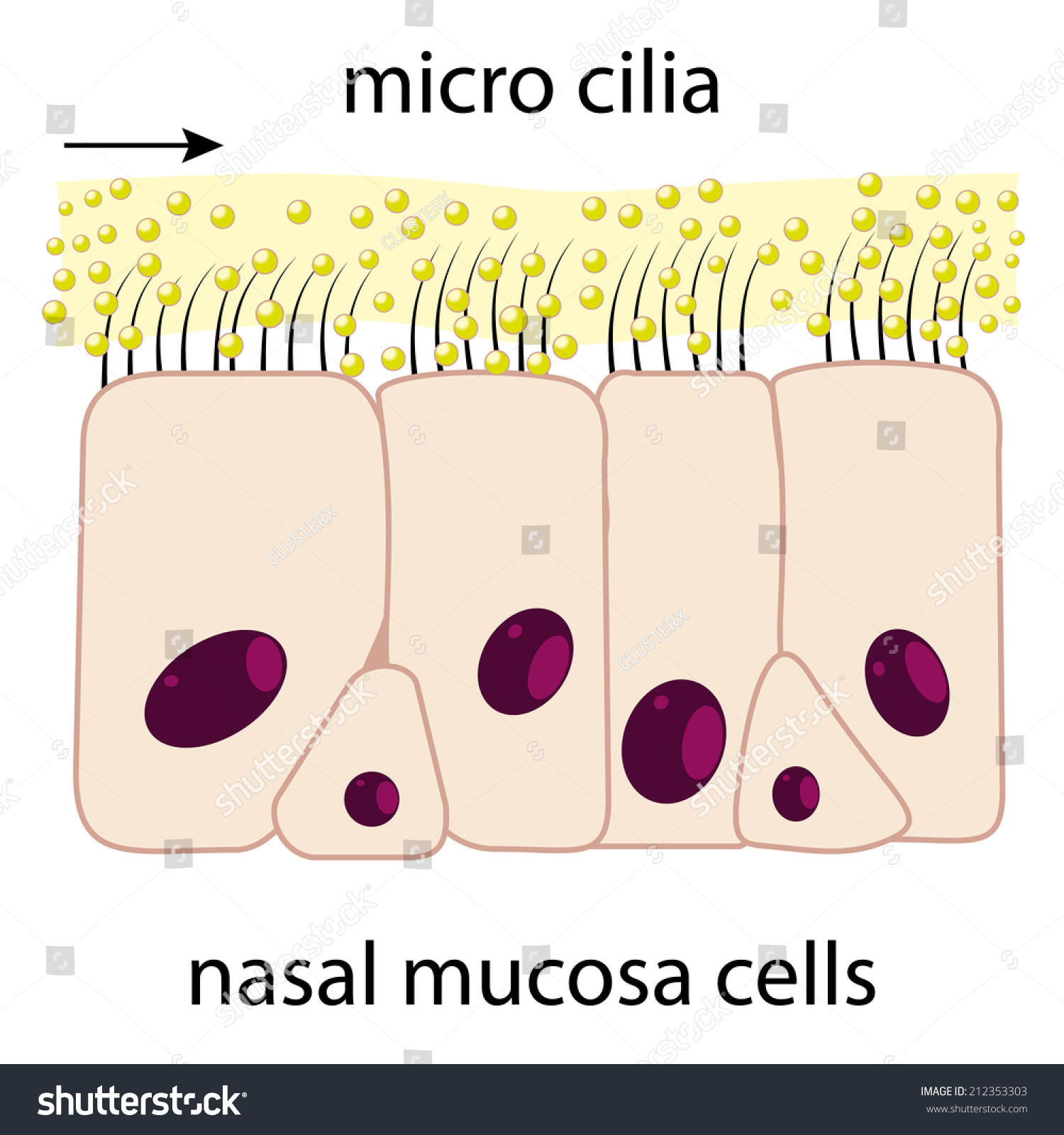 Nasal mucosa cells and micro cilia vector scheme - Royalty Free Stock ...