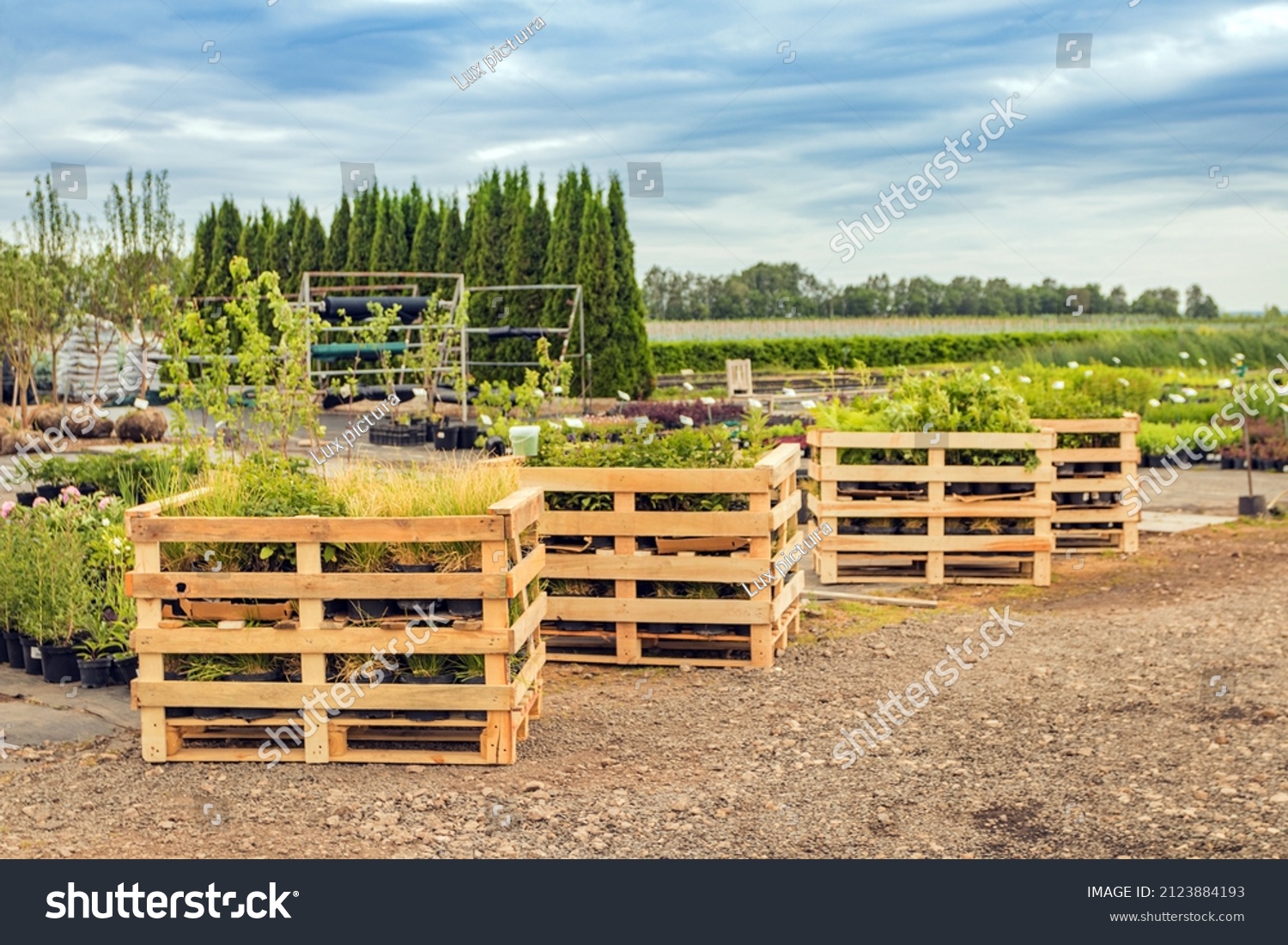 Wooden crates with a new batch of ornamental plants in the summer nursery #2123884193