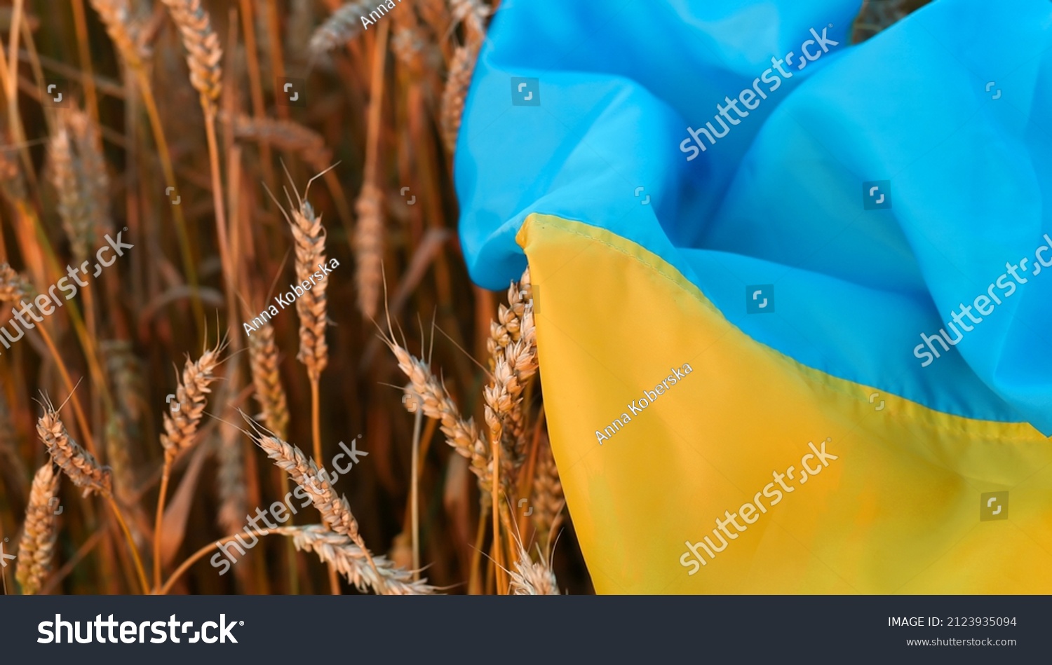 Flag of Ukraine is blue-yellow lying on ripe wheat. Yellow wheat field in Ukraine. Independence Day of Ukraine, flag day. #2123935094