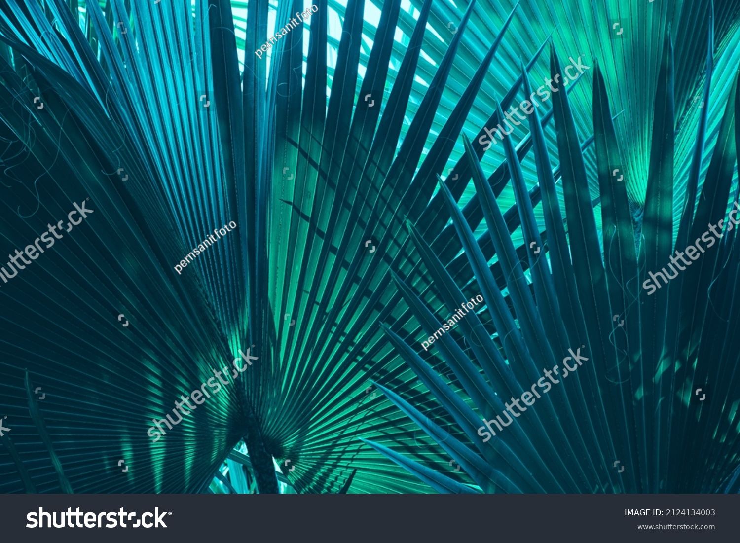 tropical palm leaf dark background #2124134003