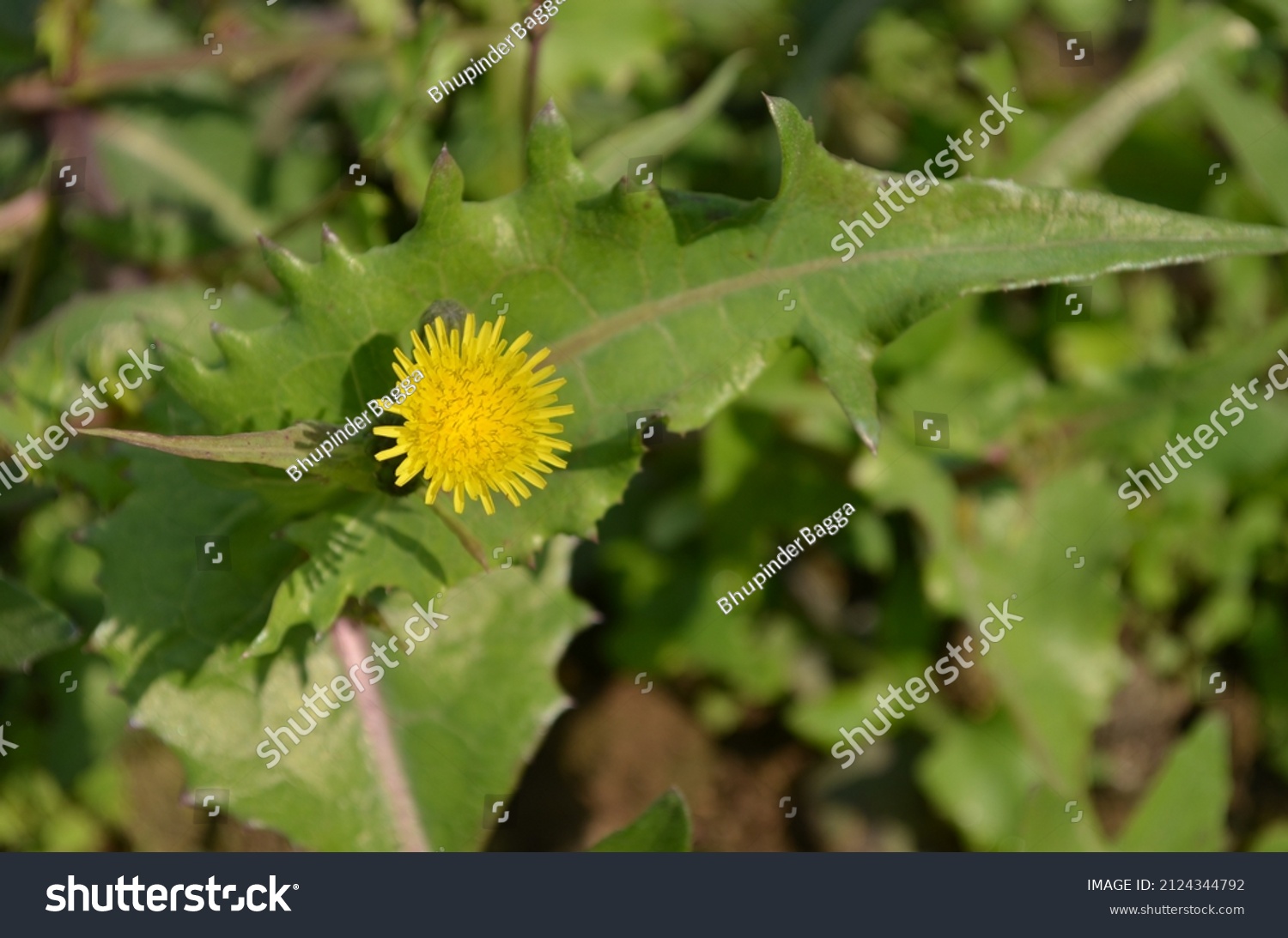 Sonchus oleraceus is a species of flowering plant in the dandelion tribe Cichorieae of the Daisy family Asteraceae. It has many common names including common, annual, or smooth sowthistle #2124344792