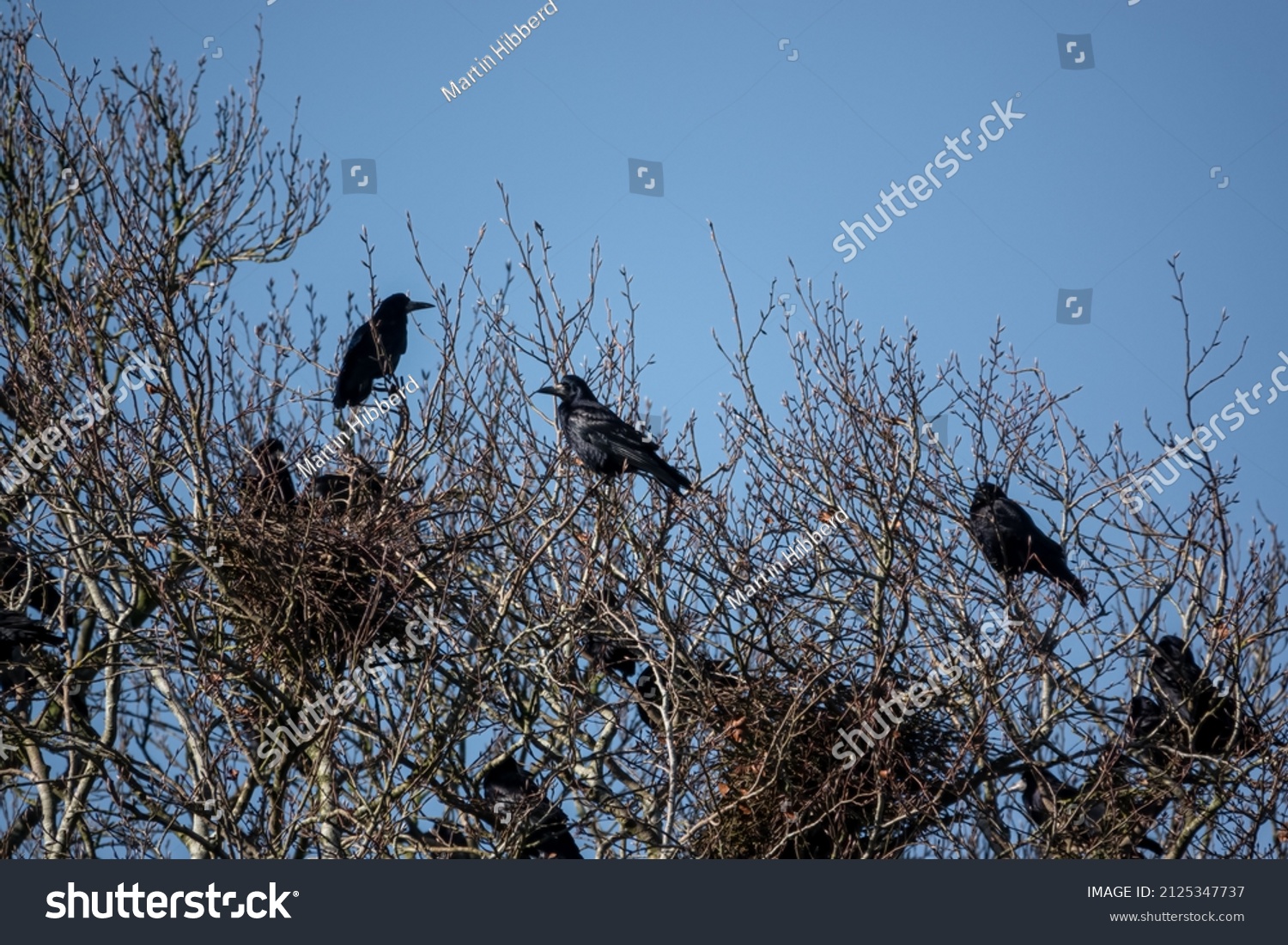 a parliament of rooks (Corvus frugilegus) resting in treetops, clear blue sky #2125347737