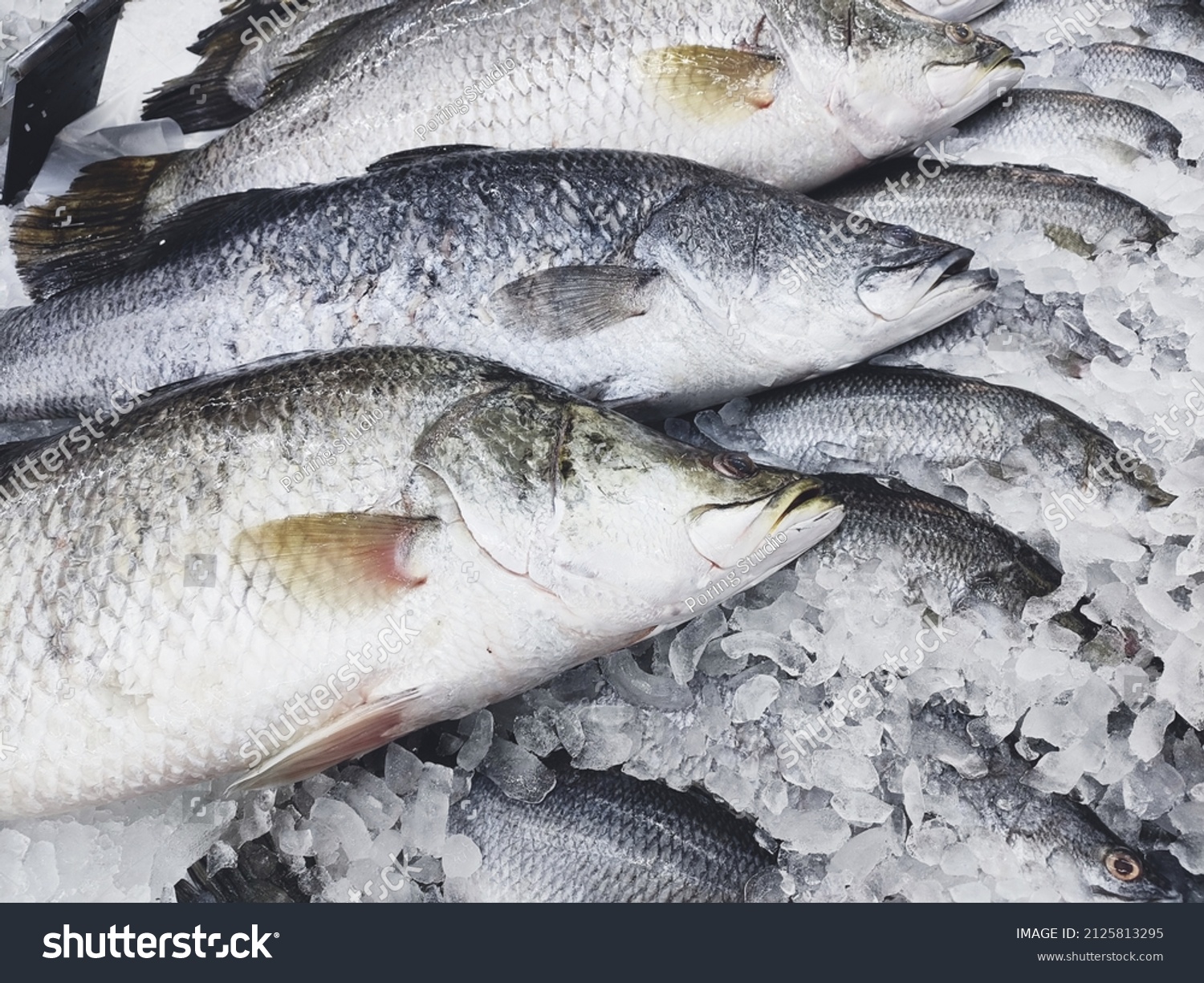Raw bass fish on ice, Fresh sea bass fish for sale in the market seafood restaurant #2125813295