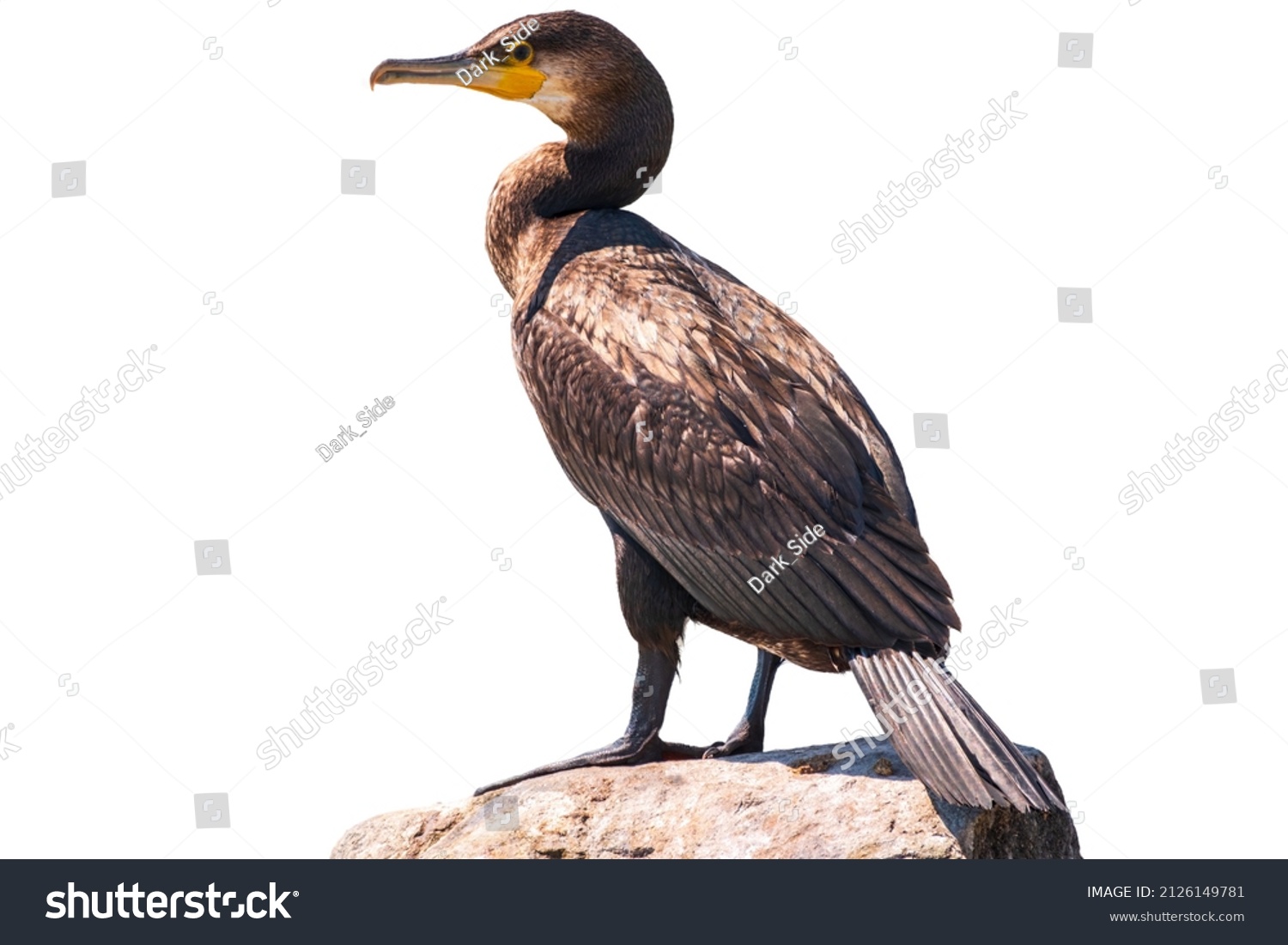 Great cormorant, Phalacrocorax carbo, standing in water on the sea shore, isolated on white background. The great cormorant, Phalacrocorax carbo, known as the great black cormorant, or the black shag. #2126149781